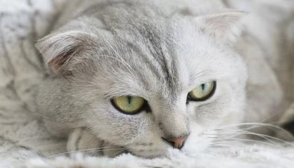 西甲综合:巴萨大胜西班牙人 9分优势领跑